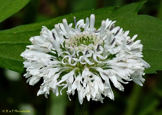 {Marshallia obovata}